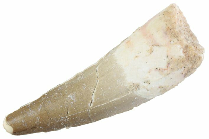 Fossil Spinosaurus Tooth - Feeding Worn Tooth #368142